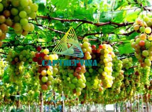 Dia Chi Mua Cap Thep Ma Kem Gia Tot Tai Ninh Thuan 0